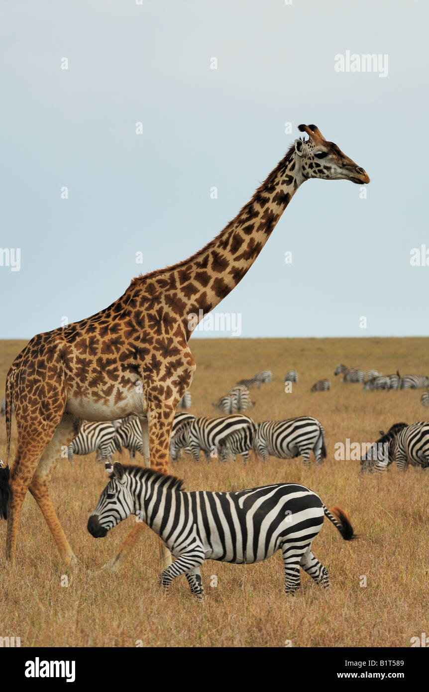 Masai-Giraffen und zebras Stockfoto