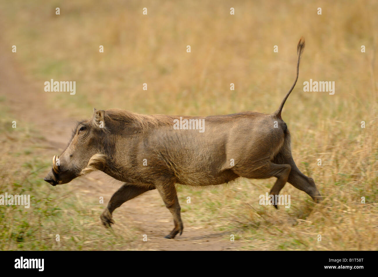 Warzenschwein Sau Masai Mara Stockfoto