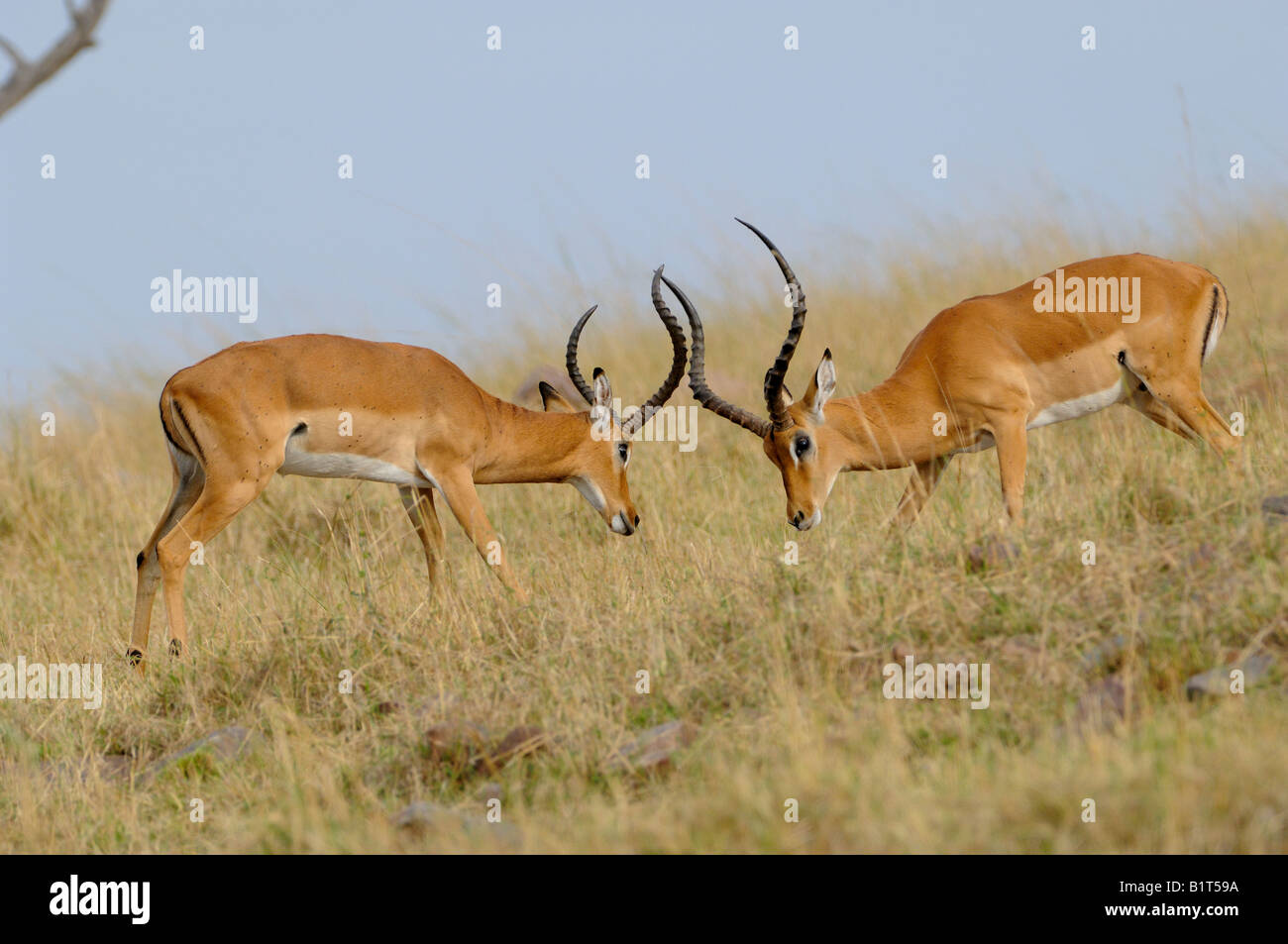 Junge männliche Impalas herausfordernde miteinander um die Vorherrschaft Stockfoto