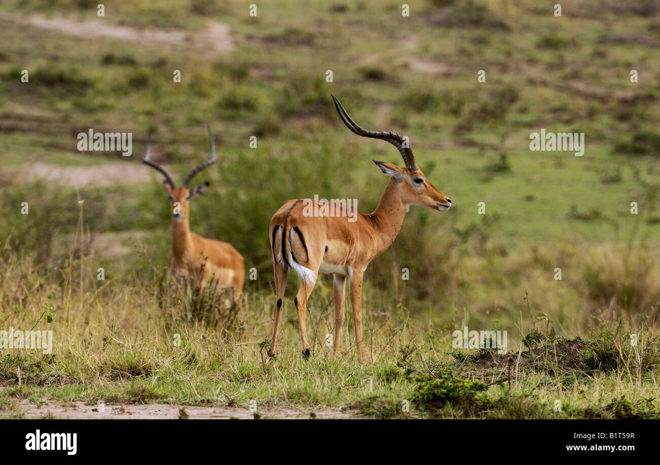 Junge männliche Impalas grasen in der Masai Mara Stockfoto