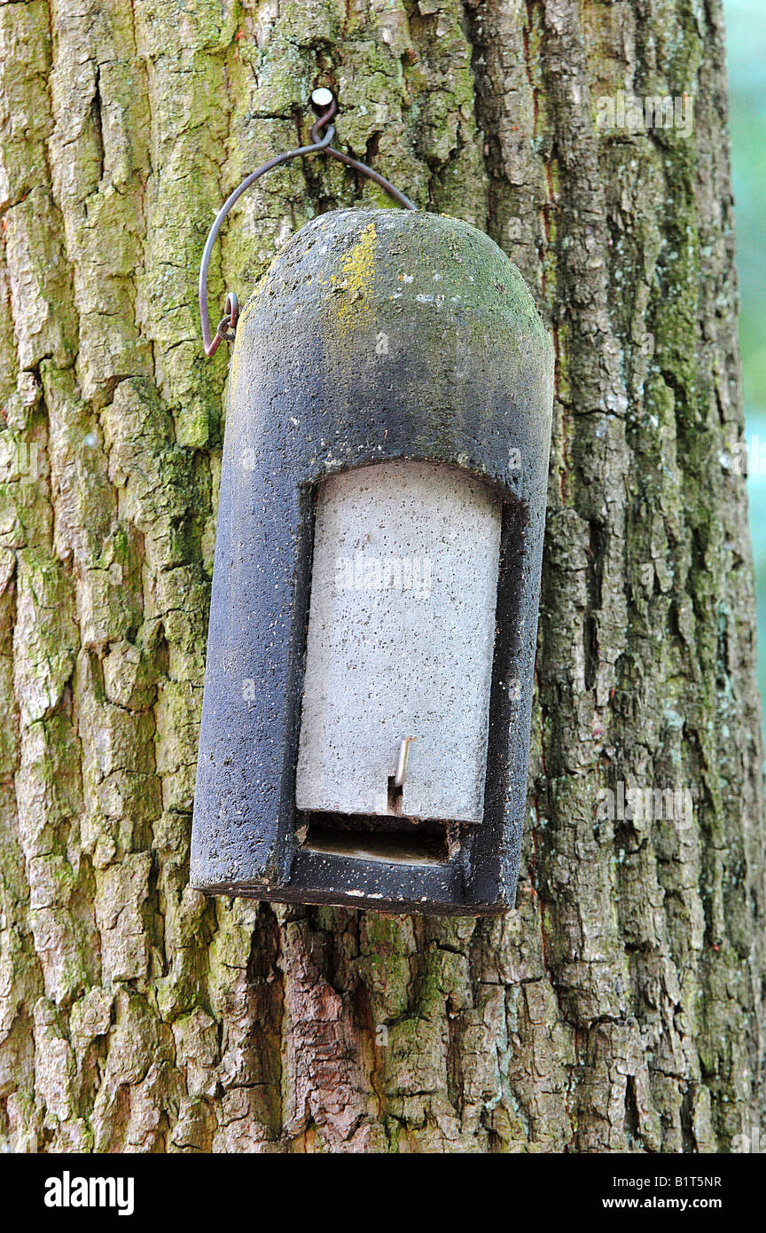 Box für Fledermäuse auf Baum Stockfoto
