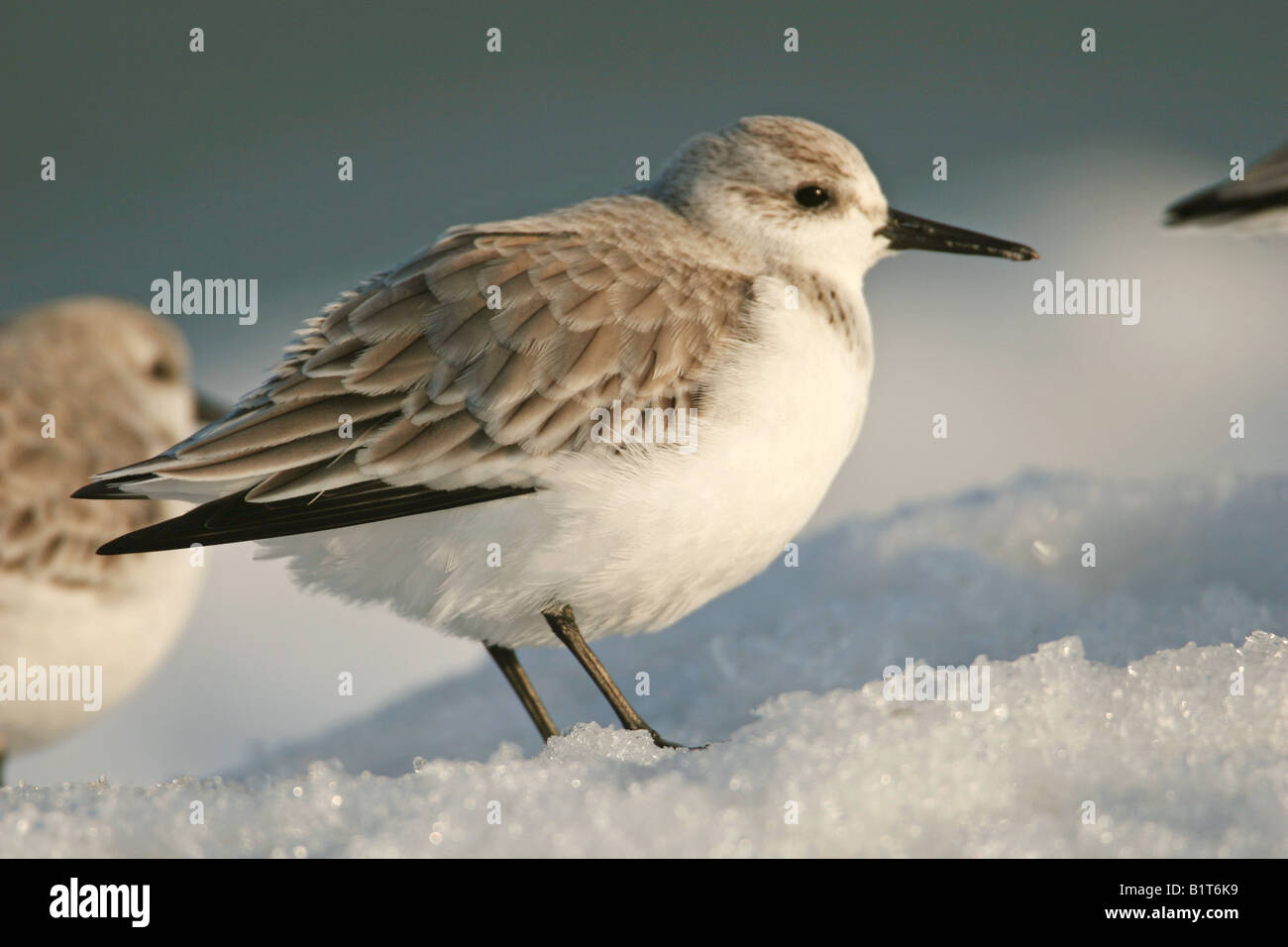 Sanderling - stehend im Schnee / Calidris Alba Stockfoto
