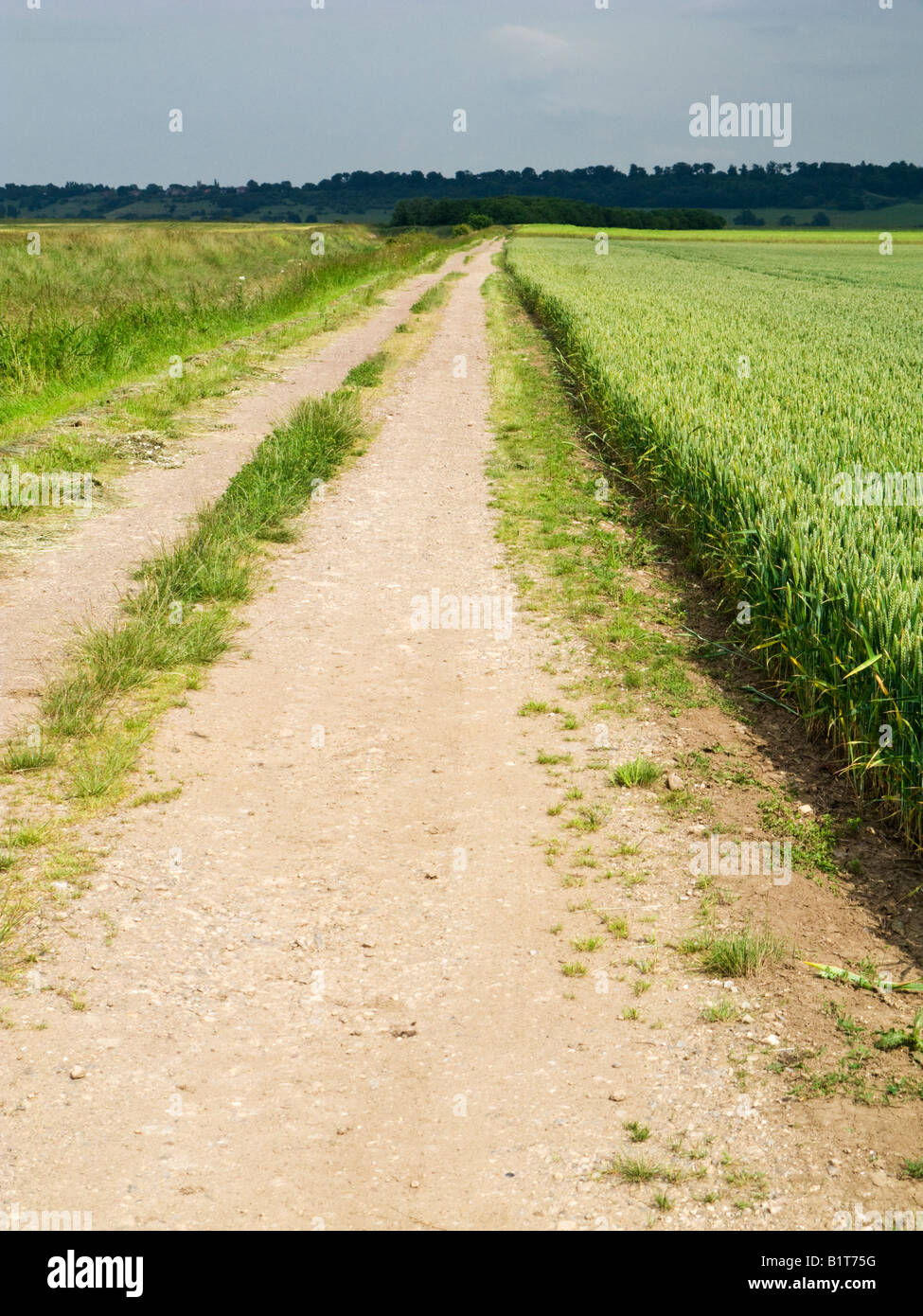 Weg weg durch ländliche Getreidefelder in die flache Landschaft von East Yorkshire, England, Großbritannien Stockfoto