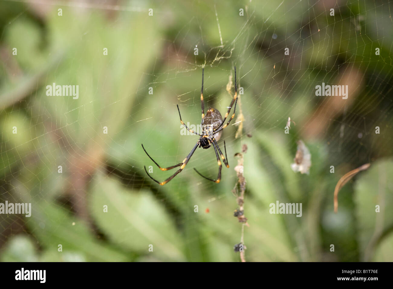 Eine Golden Orb Spinne hängen in der web Stockfoto