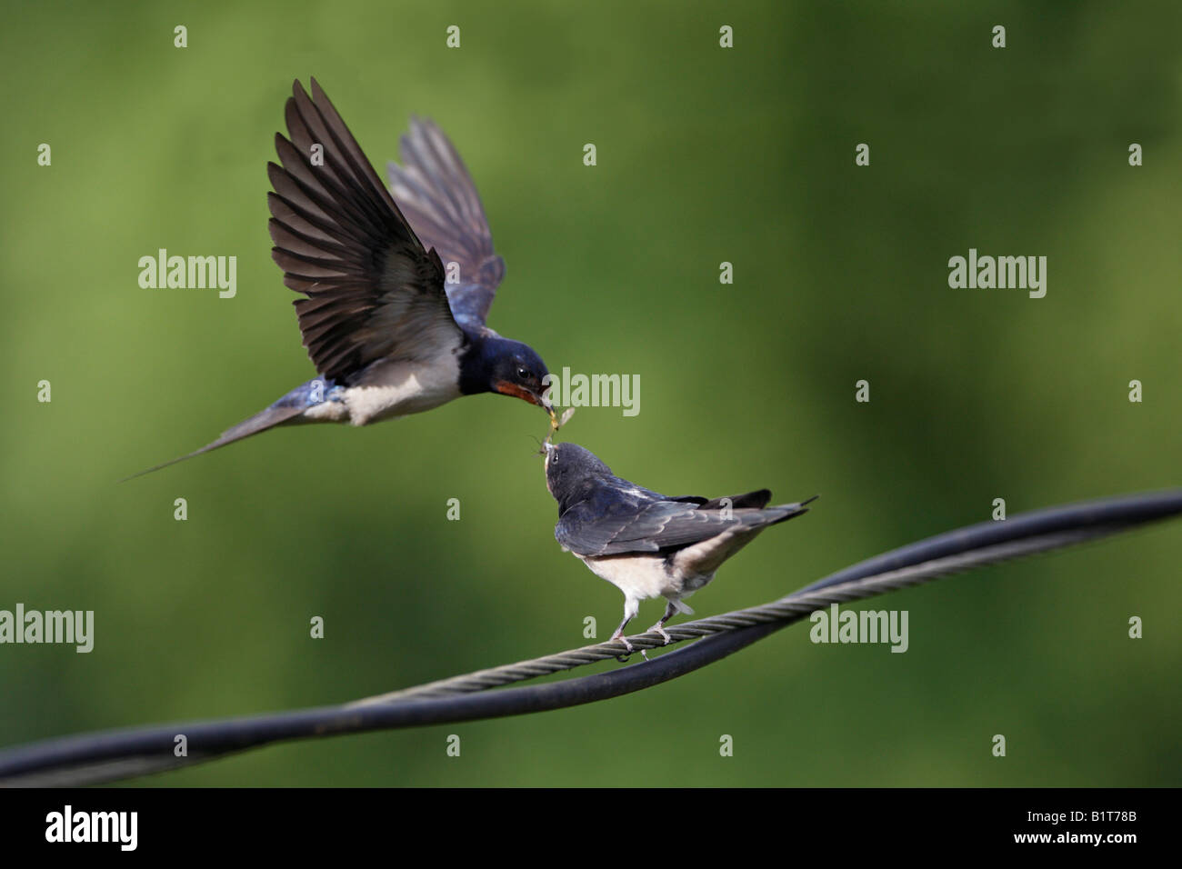 Schwalbe Hirundo Rustica auf Drähten Fütterung junger Potton Bedfordshire Stockfoto