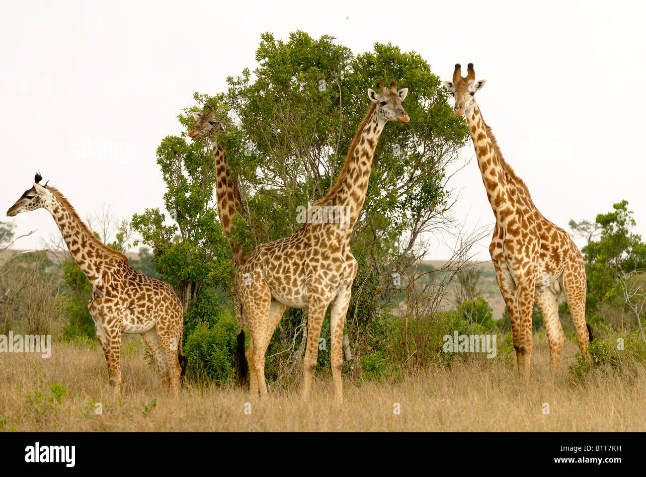Giraffe-Herde in der Masai Mara Stockfoto