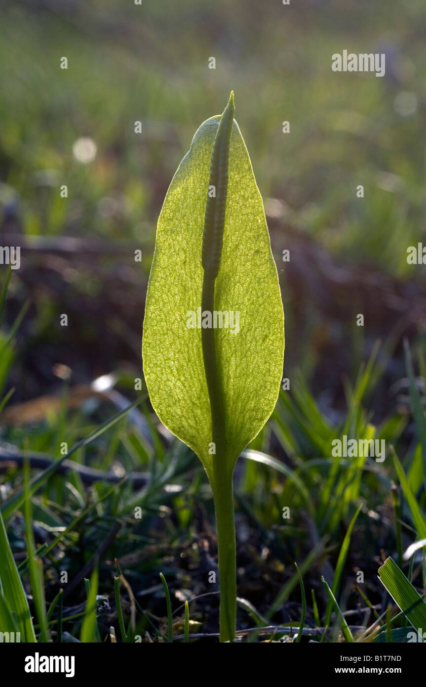 Ophioglossum Vulgatum Adder Zunge Farn Stockfoto