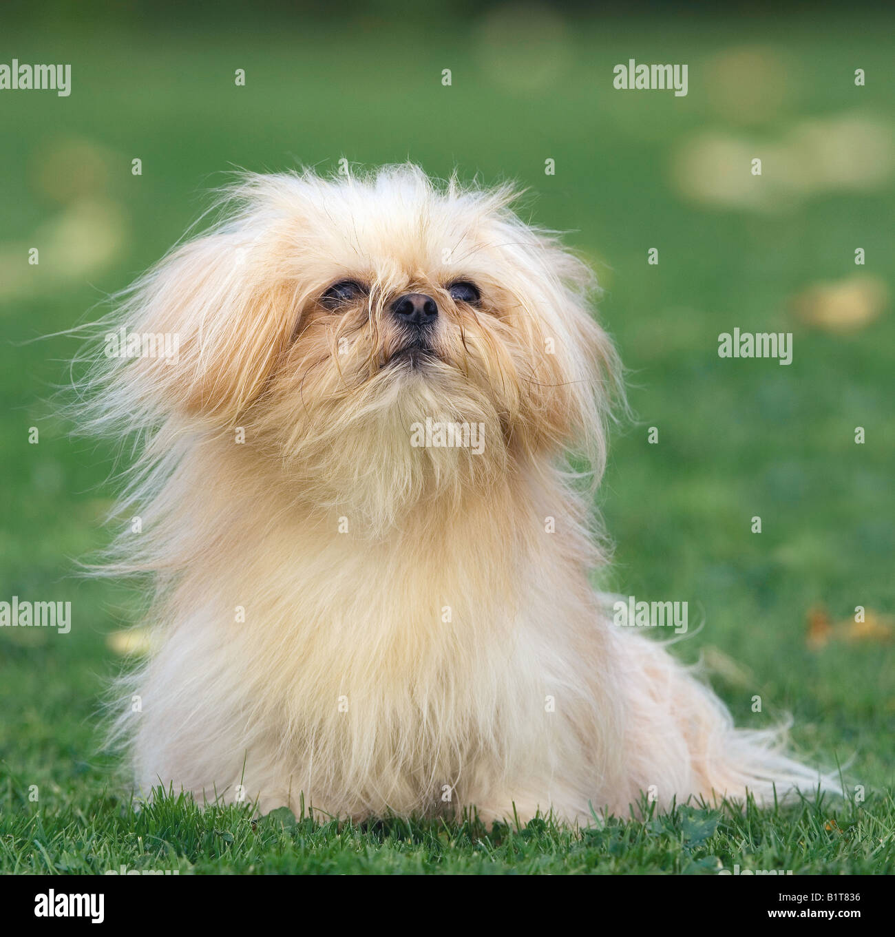 Mi-Ki - sitzen auf der Wiese Stockfoto