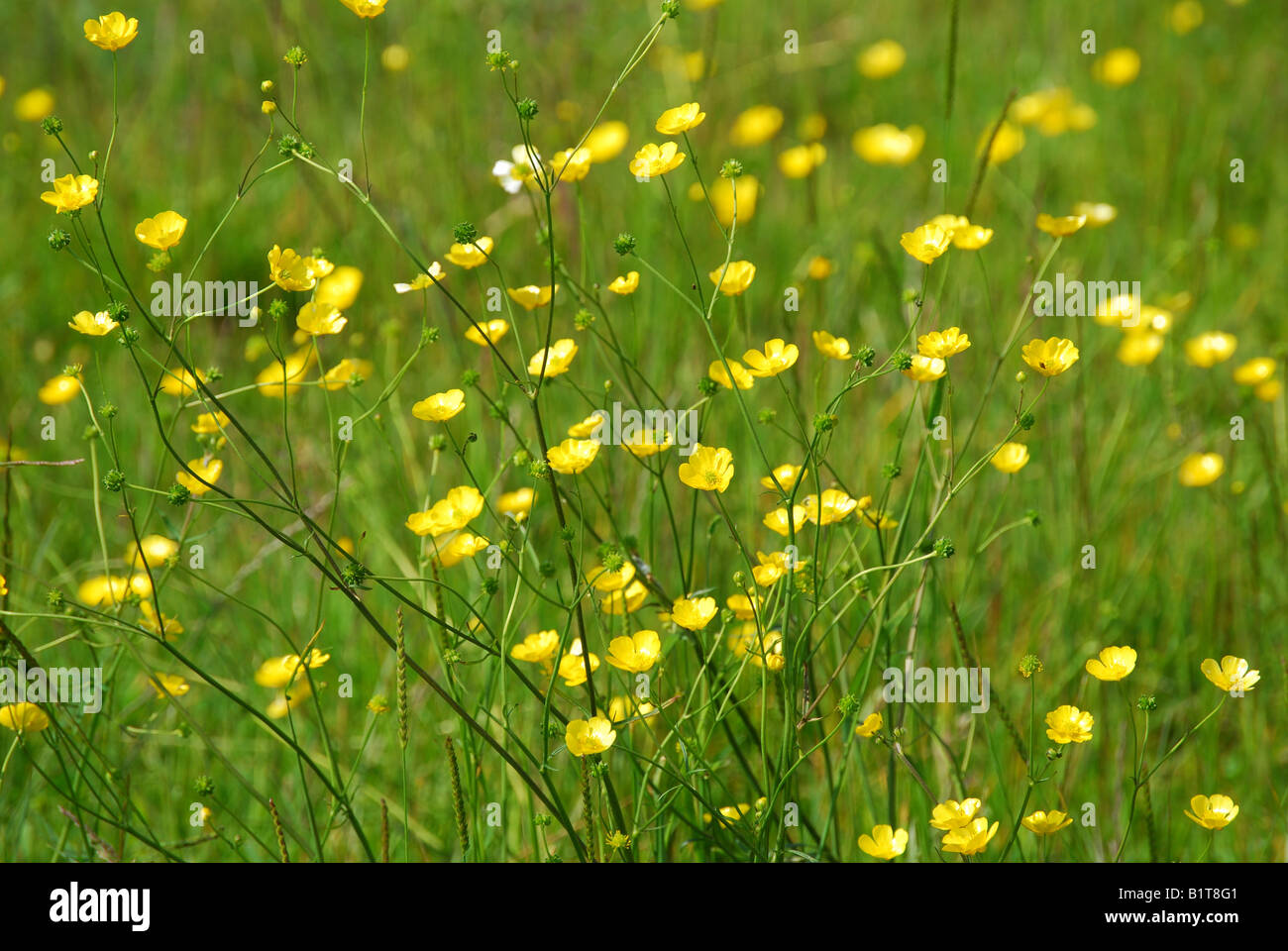 Ranunkeln im Feld, Chipping Norton, Oxfordshire, England, Vereinigtes Königreich Stockfoto