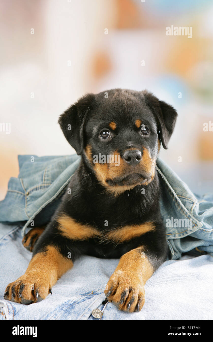 Rottweiler - Welpen liegen unter jeans Stockfoto
