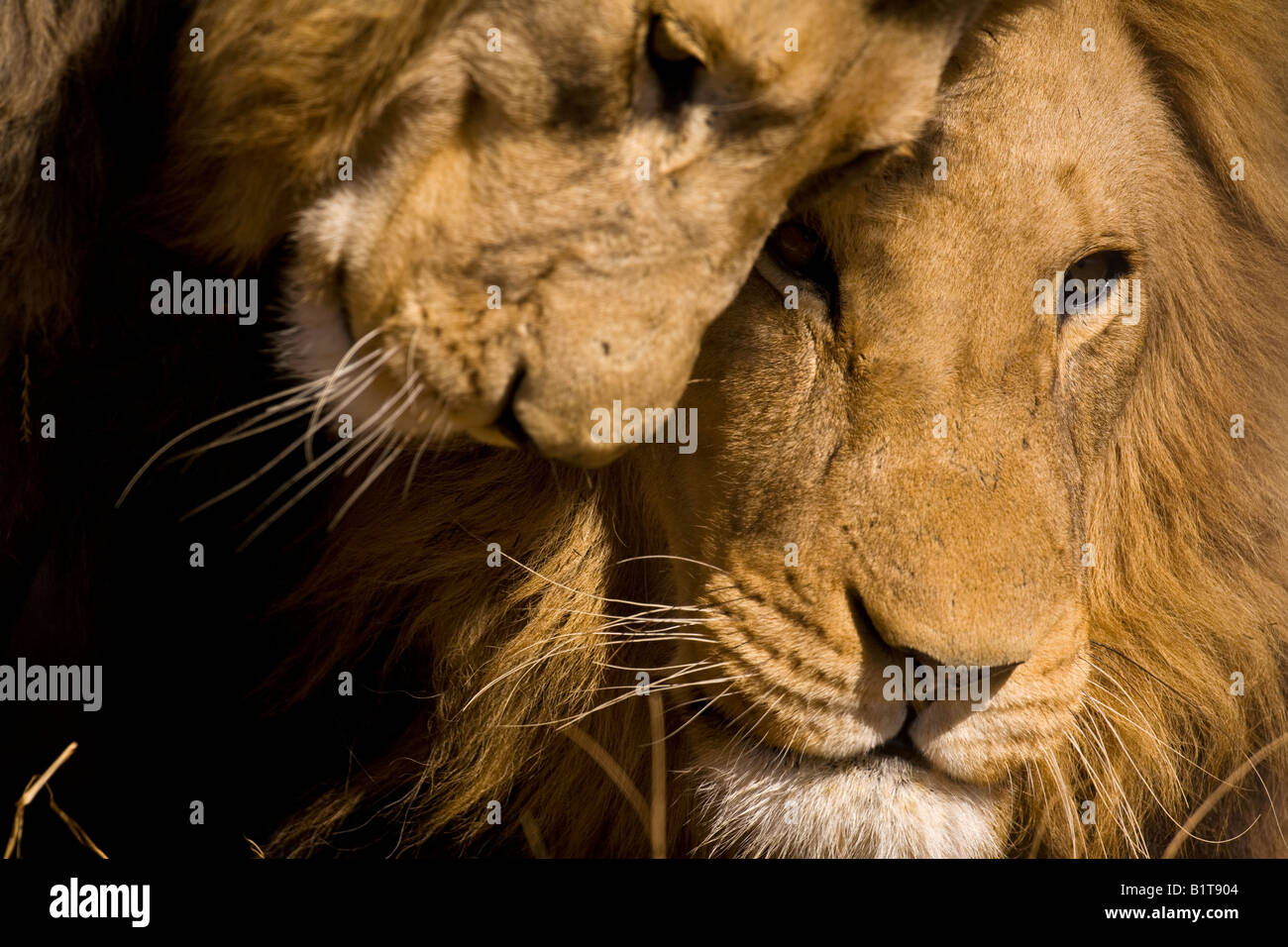 Männliche Löwen kleben Stockfoto