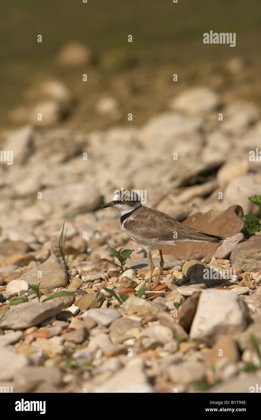 Kleinen Flussregenpfeifer Plover Charadrius Dubius Italien Stockfoto