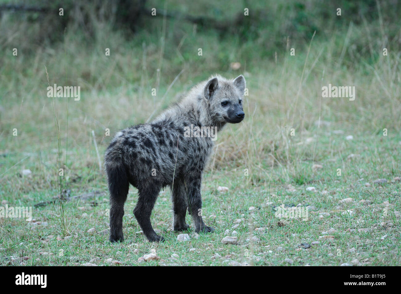 Eine junge gefleckte Hyäne auf der Masai Mara Stockfoto