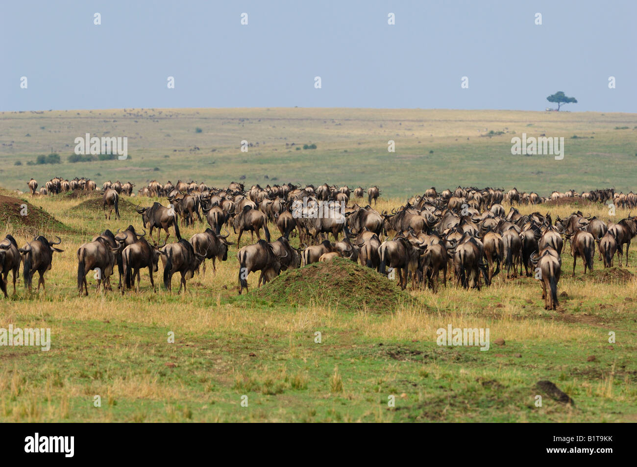 Gnus machen ihre jährliche Wanderung nördlich in der Masai Mara Stockfoto