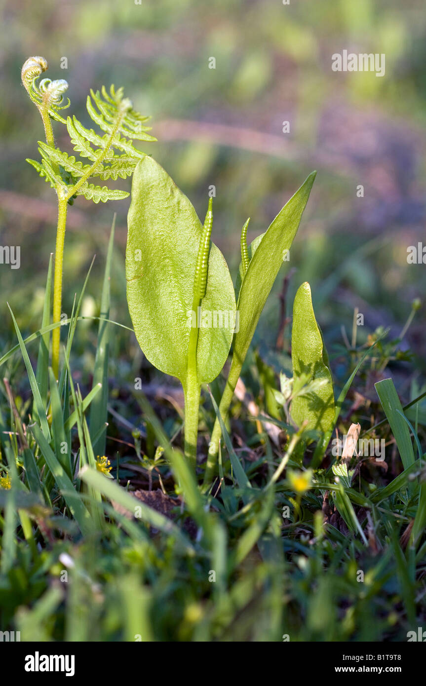 Ophioglossum Vulgatum Adder Zunge Farn Stockfoto