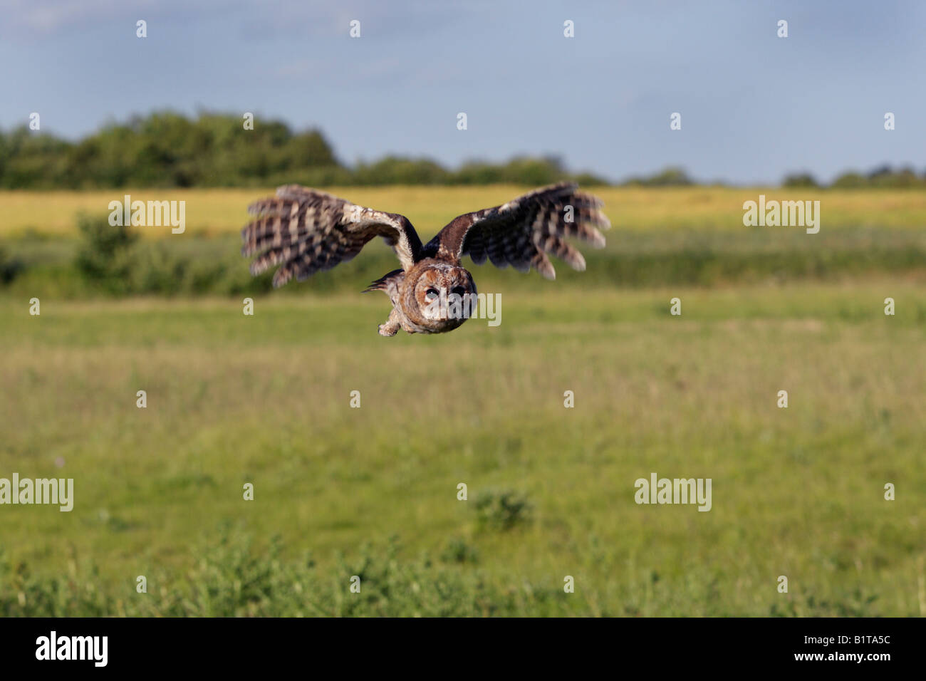 Young-Tawny Eule Strix Aluco im Flug Potton Bedfordshire Stockfoto