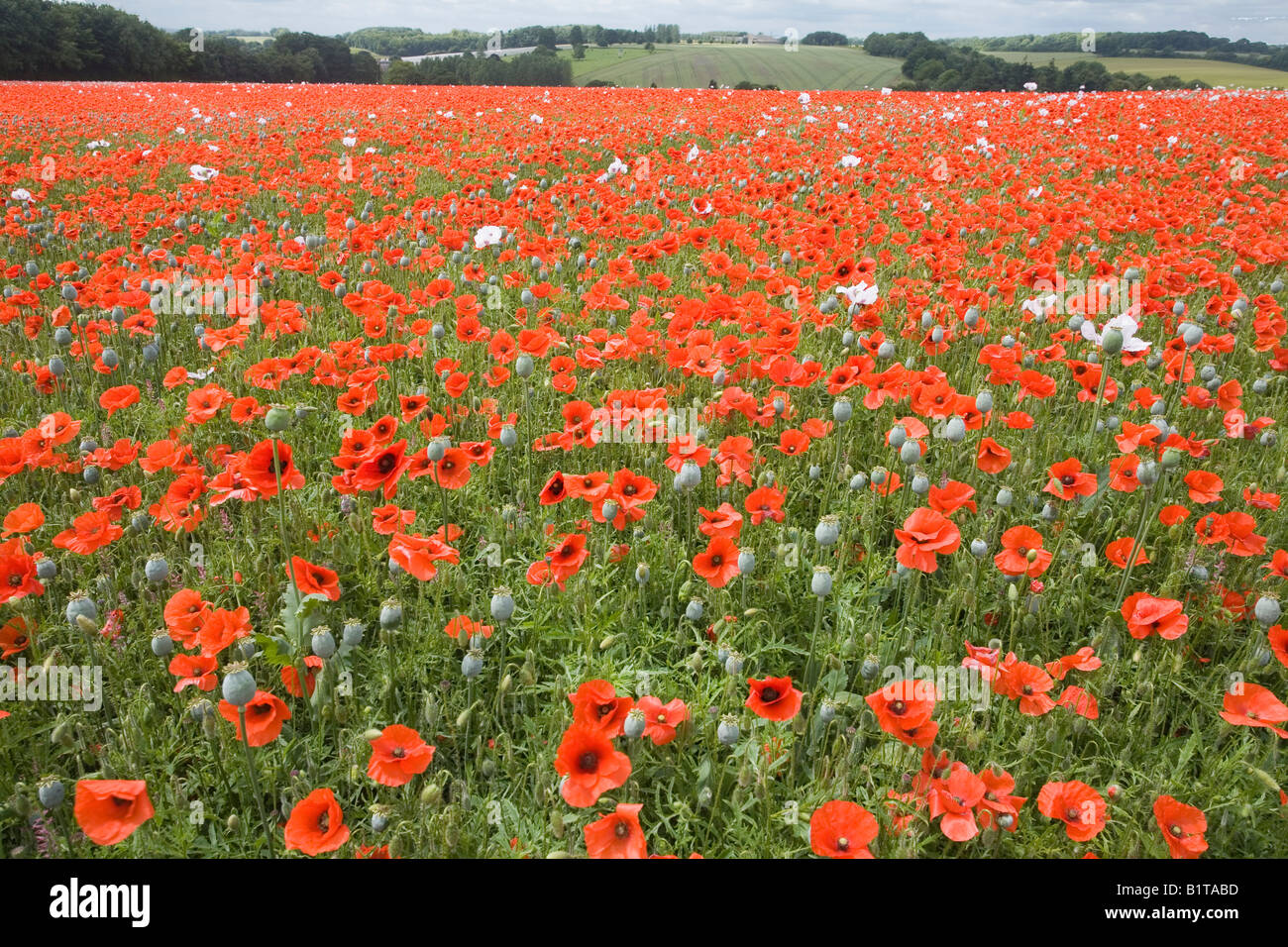 Eine Blesse von roten Schlafmohn in der Nähe von Preston Candover, Hampshire Stockfoto