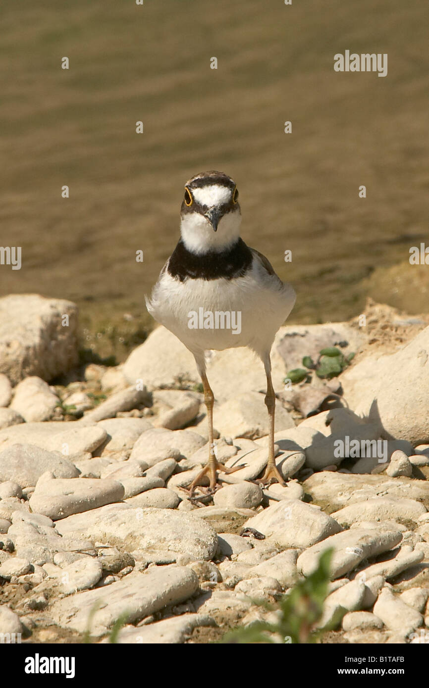 Kleinen Flussregenpfeifer Plover Charadrius Dubius Italien Stockfoto