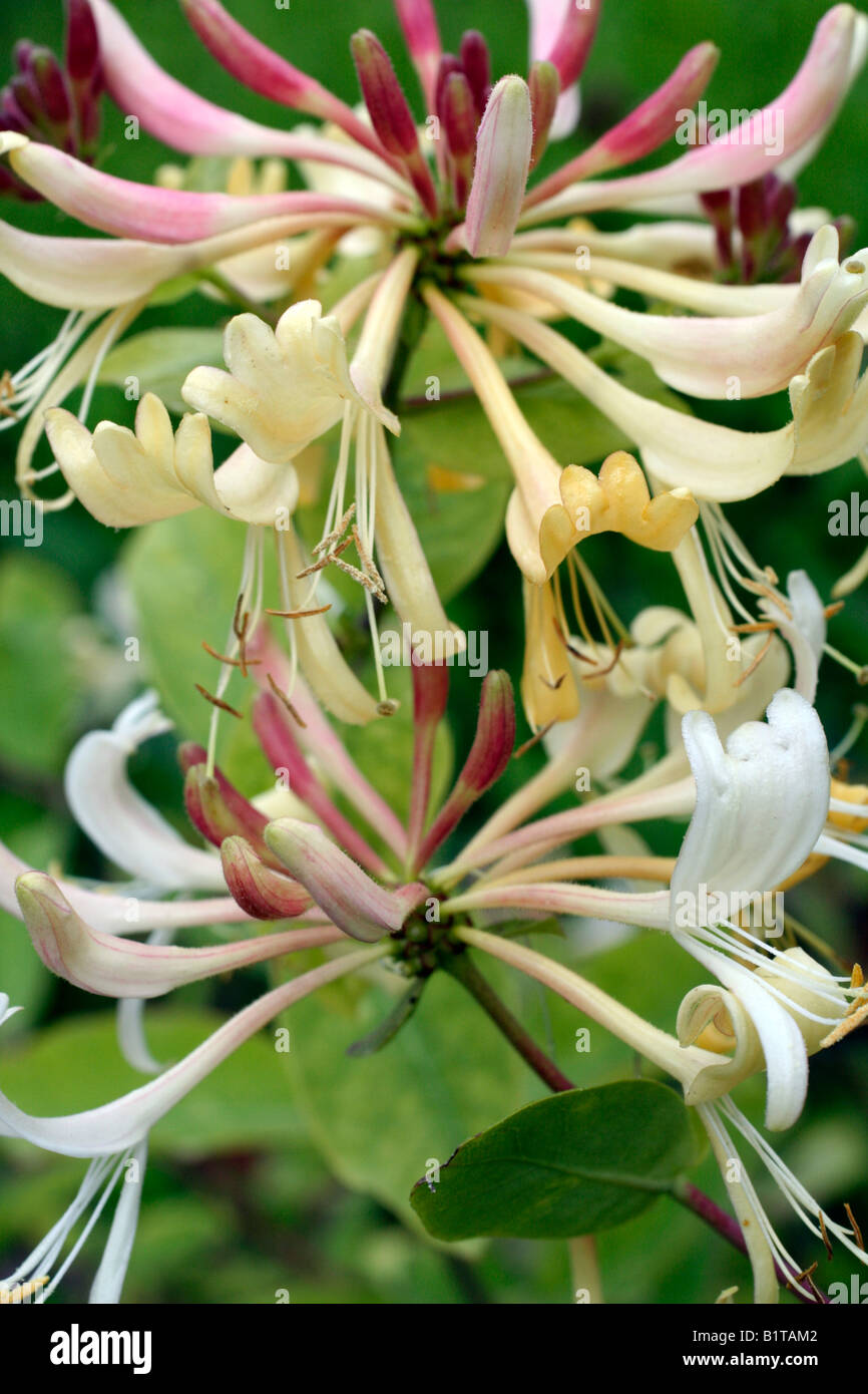 LONICERA PERICLYMENUM GRAHAM THOMAS AGM Stockfoto