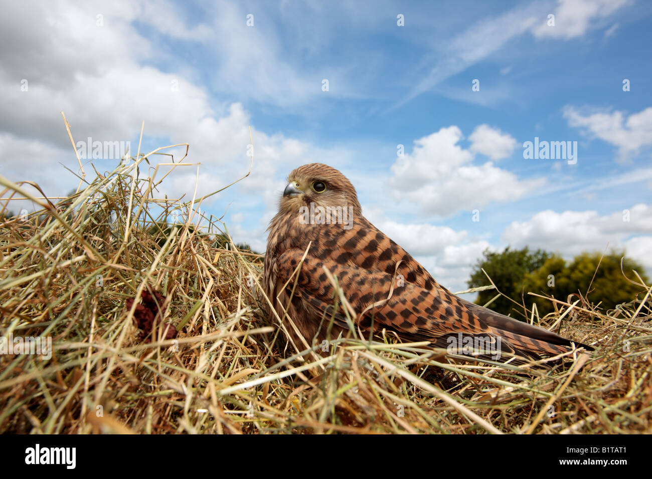 Junge Turmfalken Falco Tinnunculus in Heu Feld Potton Bedfordshire Stockfoto