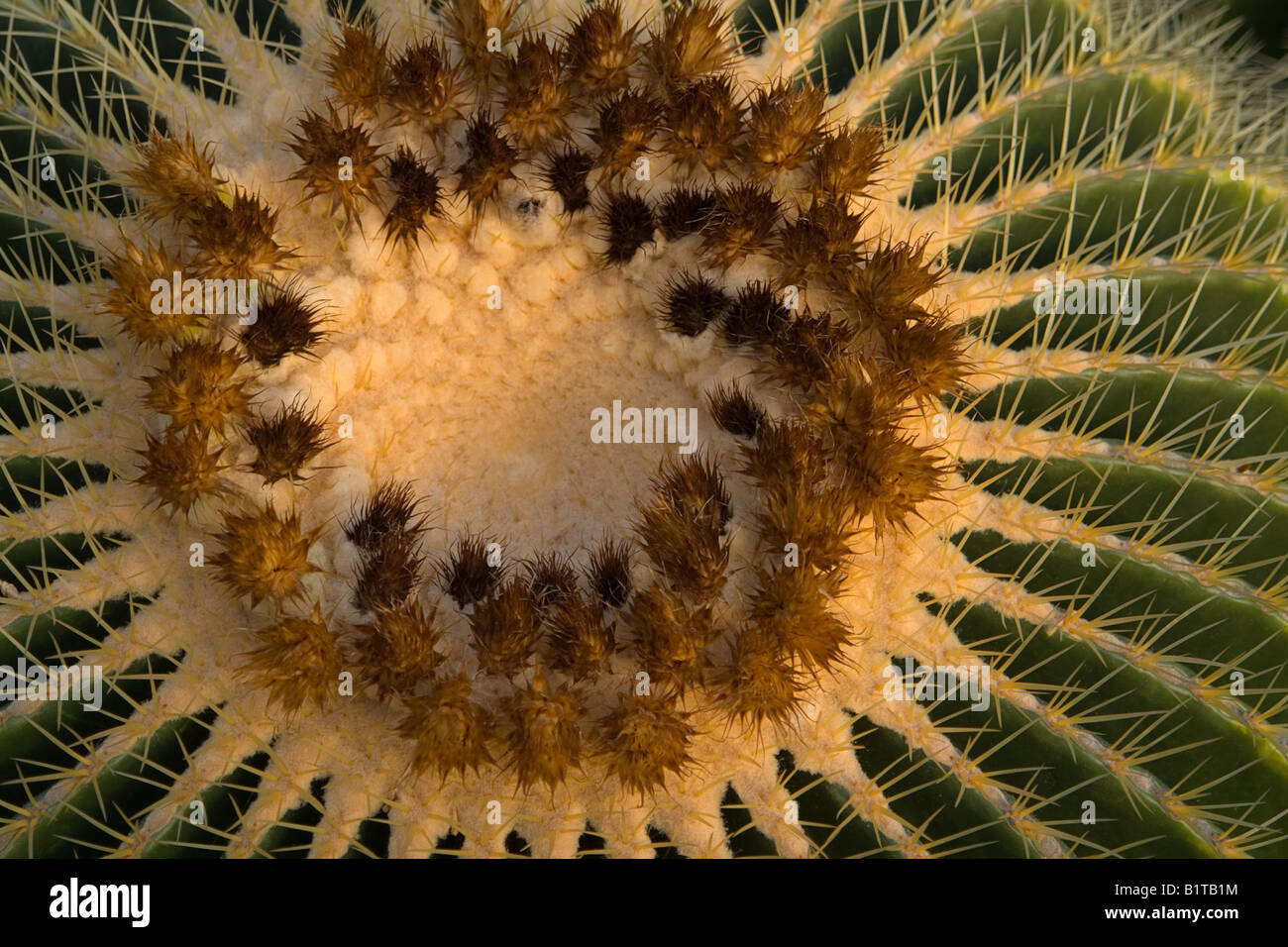 Echinocactus Grusonii Goldkugelkaktus Kaktus Stockfoto