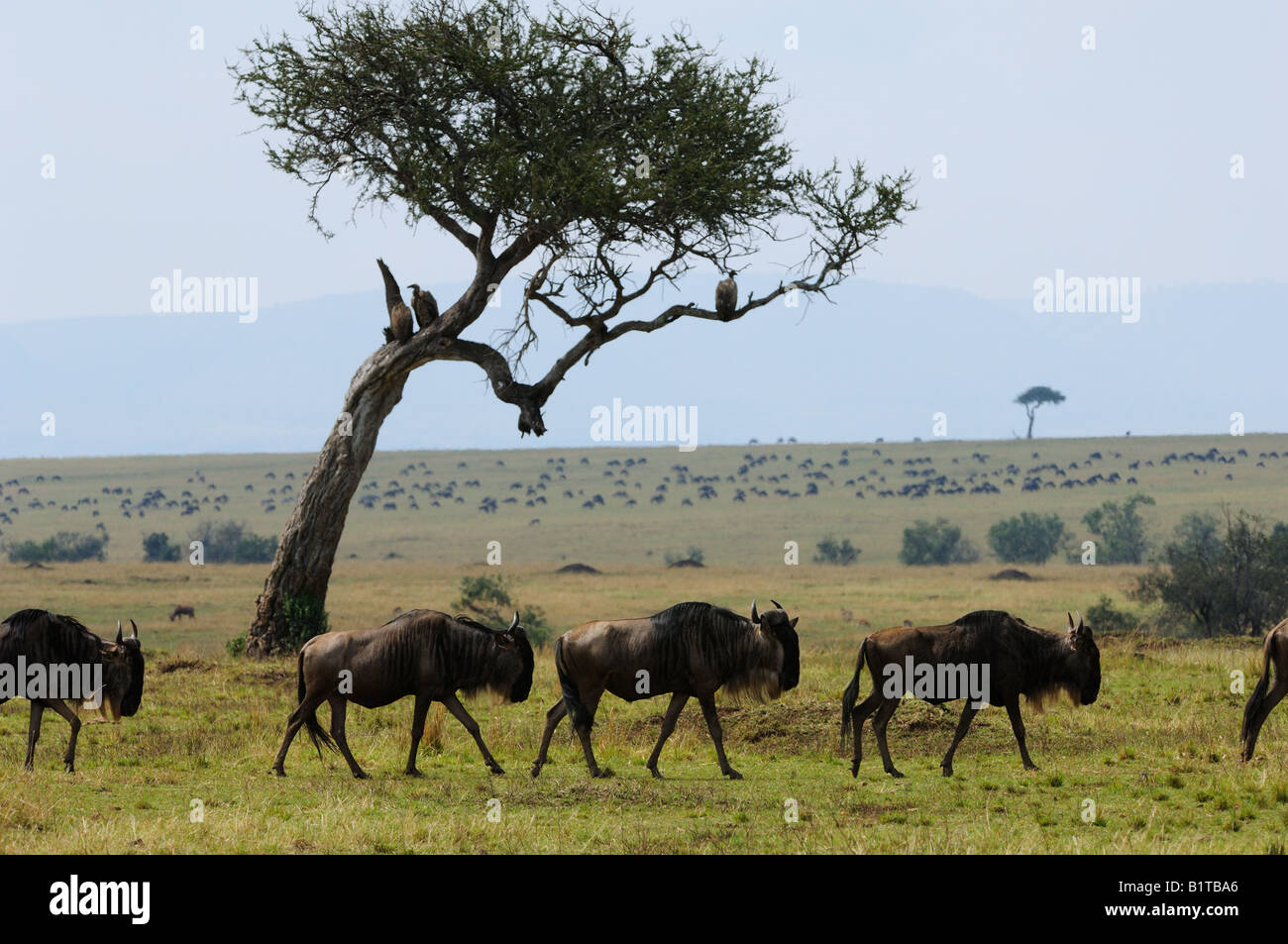 Jährliche Wanderung der Gnus in der Masai Mara Stockfoto