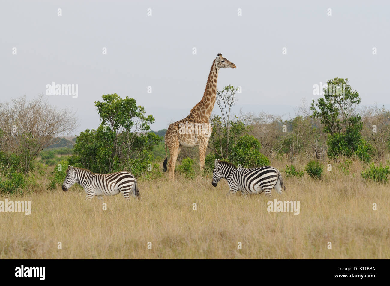 Masai-Giraffe und gemeinsame Zebras, Masai Mara Stockfoto