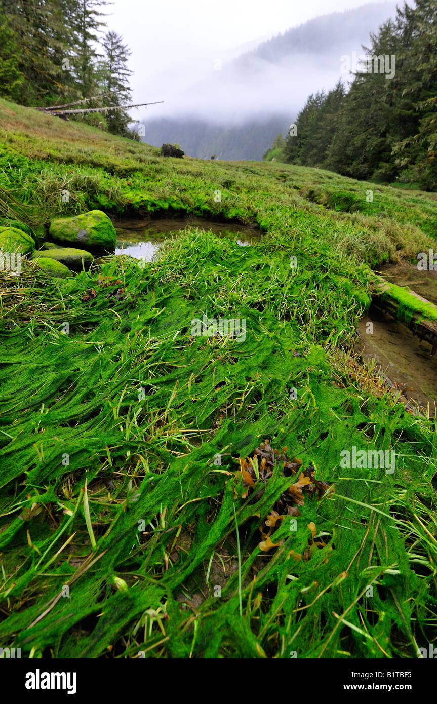 Mündung des Flusses Wannock (Wanukv), Great Bear Rainforest, 2008 Stockfoto