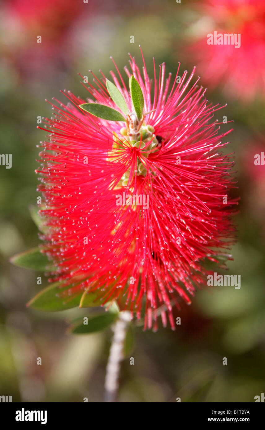 Crymson Bottlebrush, Zylinderputzer Citrinus Var splendens Stockfoto