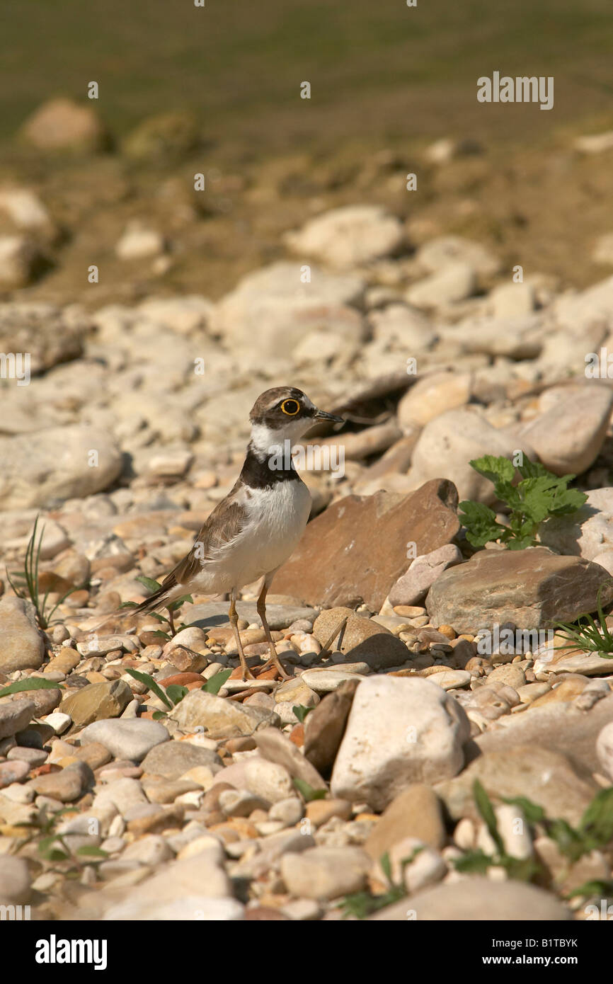 Kleinen Flussregenpfeifer Plover Charadrius Dubius Italien Stockfoto