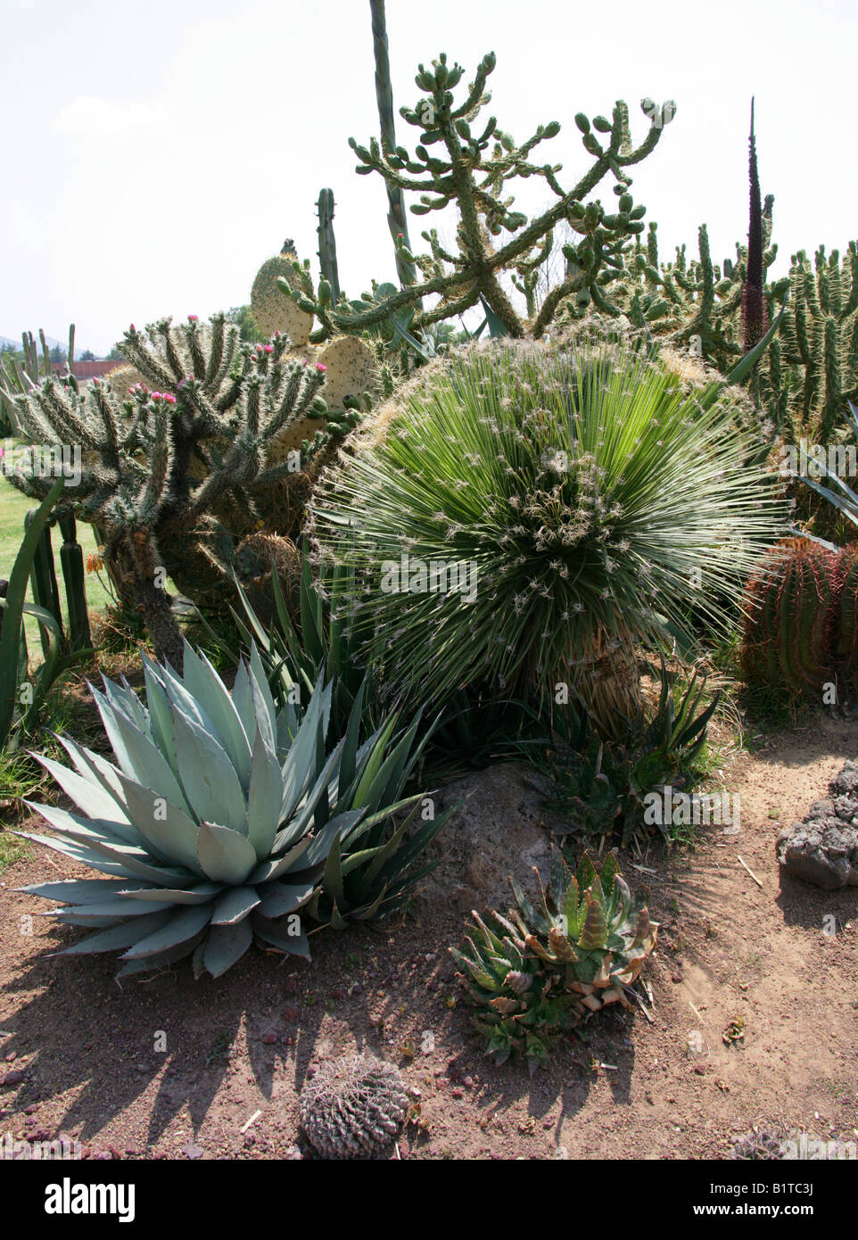 Kakteen und Sukkulenten wachsen in einem mexikanischen Garten Stockfoto