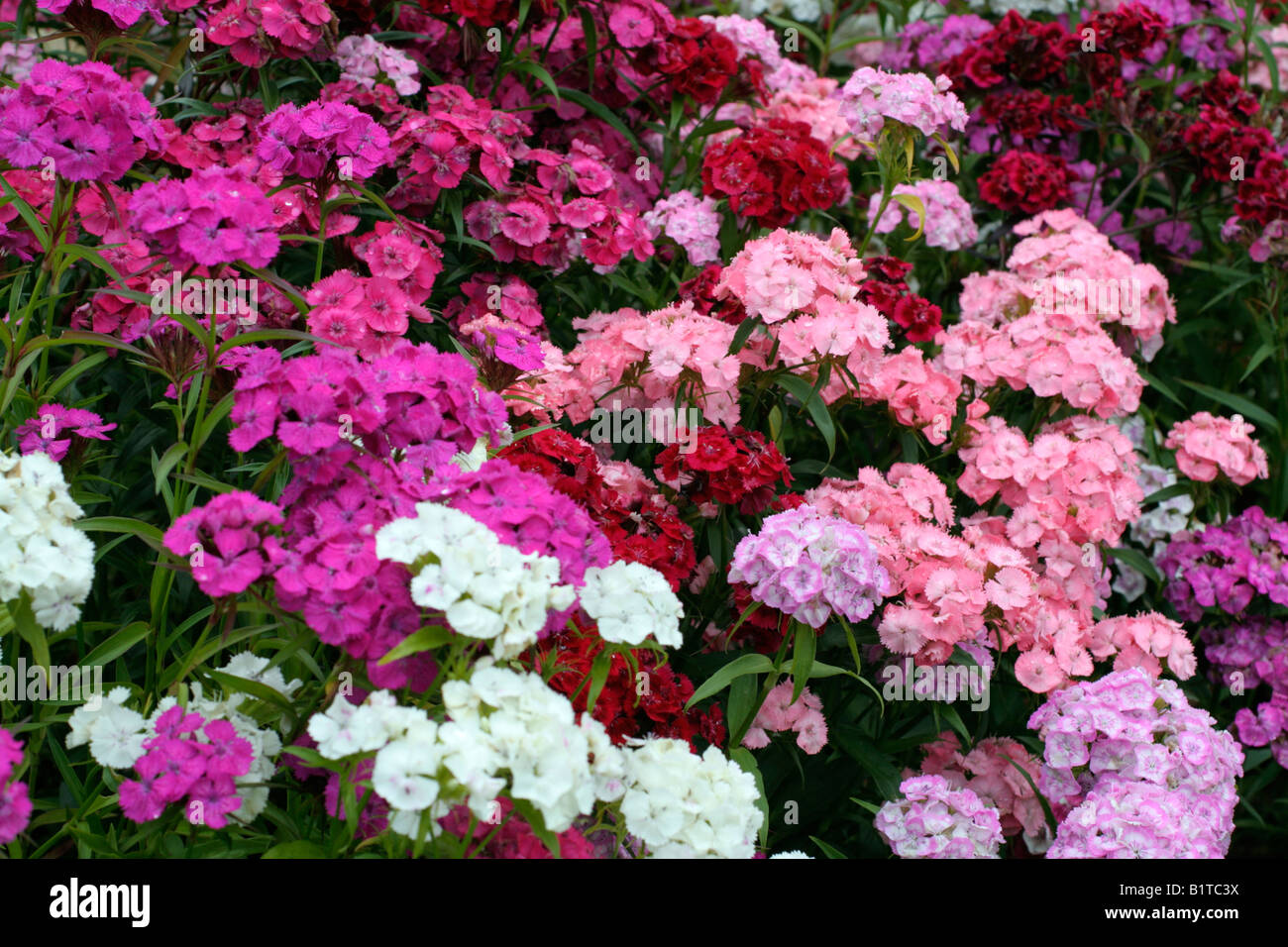 DIANTHUS BARBATUS SÜßE WILLIAMS Stockfoto