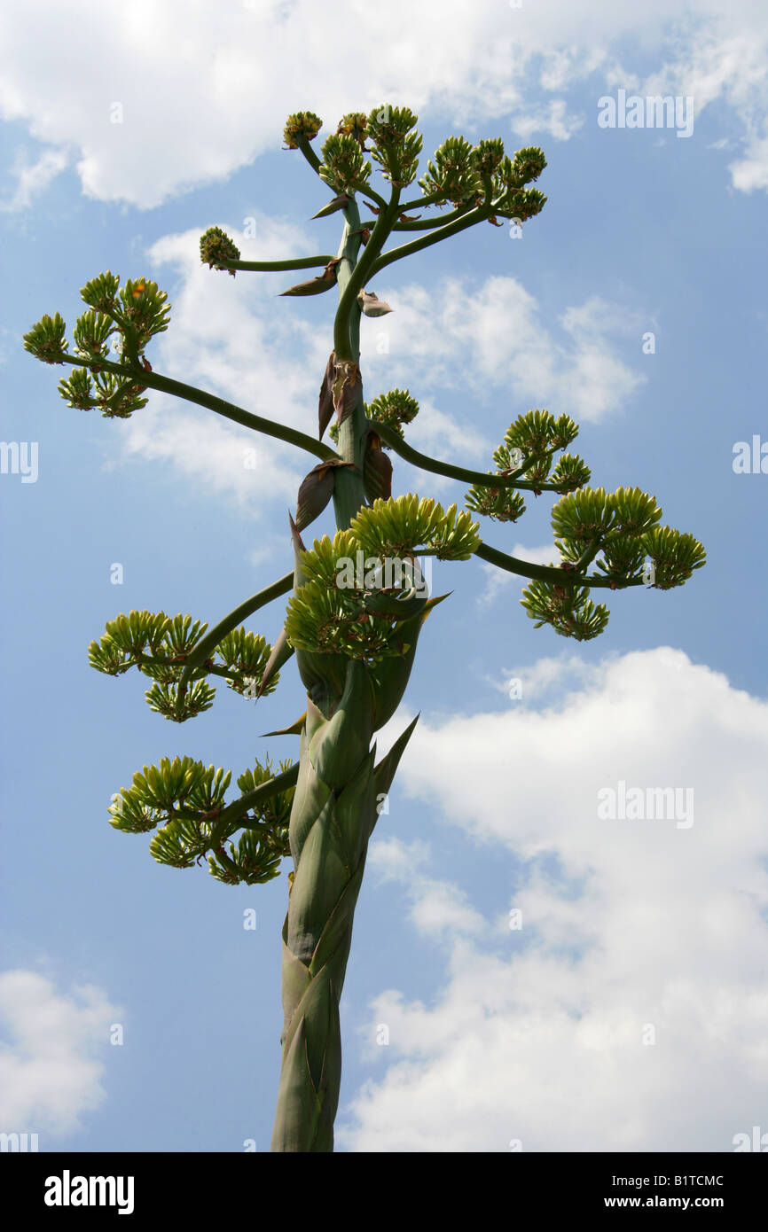 Chisos Agave, Agave Havardiana, Flower Spike über nach Bloom, Mexiko Stockfoto