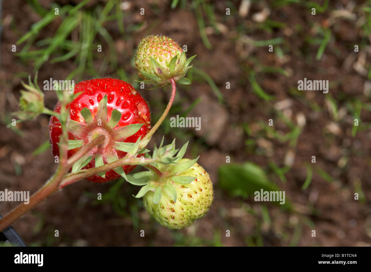 Unreife und reife beeren Fotos und Bildmaterial in hoher Auflösung
