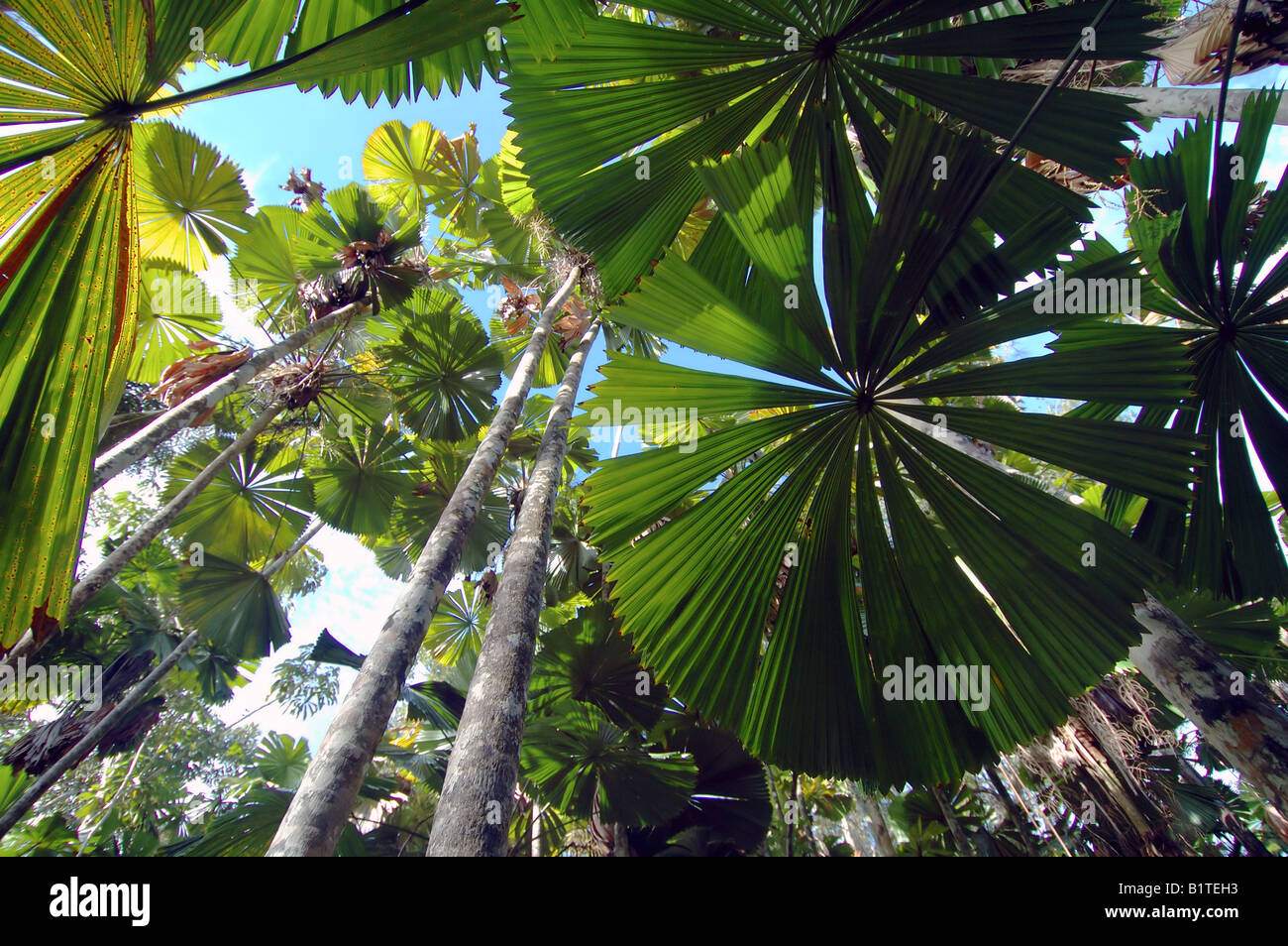 Fan-Palmen (Licuala Ramsayi) im tropischen Regenwald Licuala State Forest, Mission Beach, Queensland, Australien Stockfoto