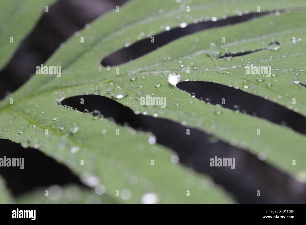 Regentropfen Perlen Blatt eines Baumes nach starken Regenfällen. Makroaufnahme, Tropfen Wasser perfekt im Fokus, der Rest unscharf. Stockfoto