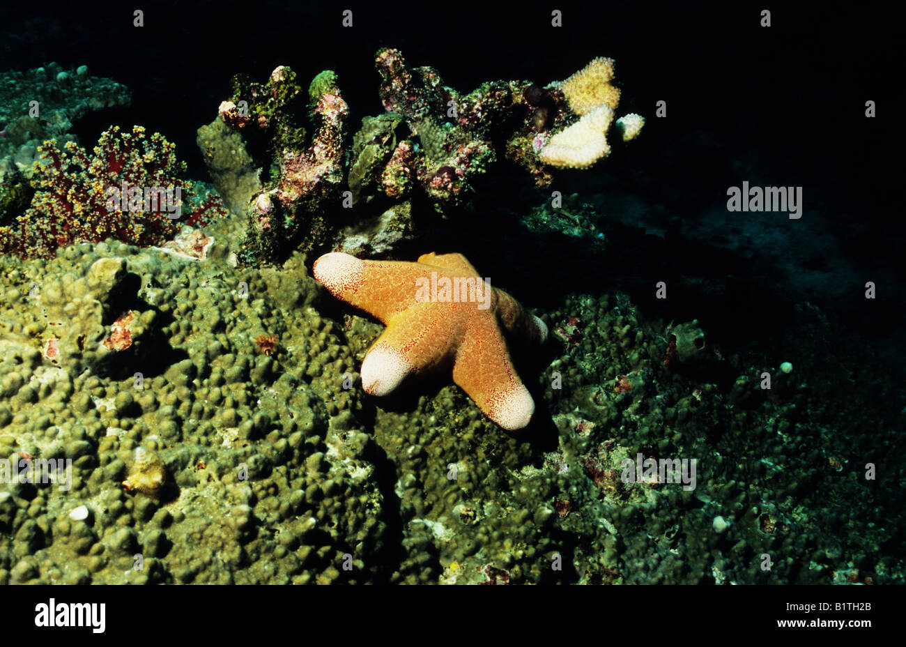 Kissen Sie Stern, Seestern, (Pteraster Tesselatus) auf einem Riff vor den Surin Inseln, Thailand. Stockfoto