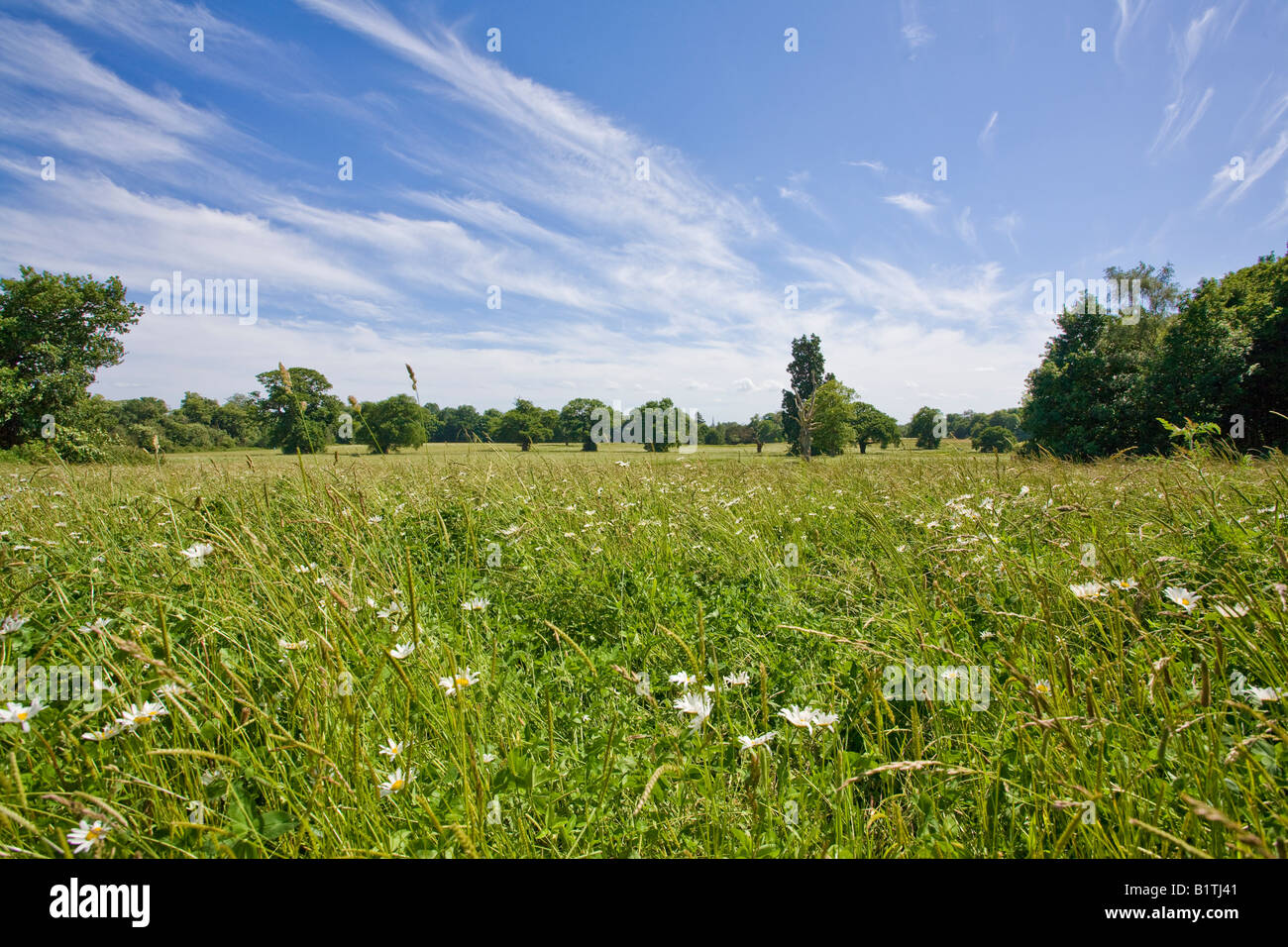Weiten Blick auf die Parklandschaft in Catton Park Norwich Norfolk England UK Stockfoto