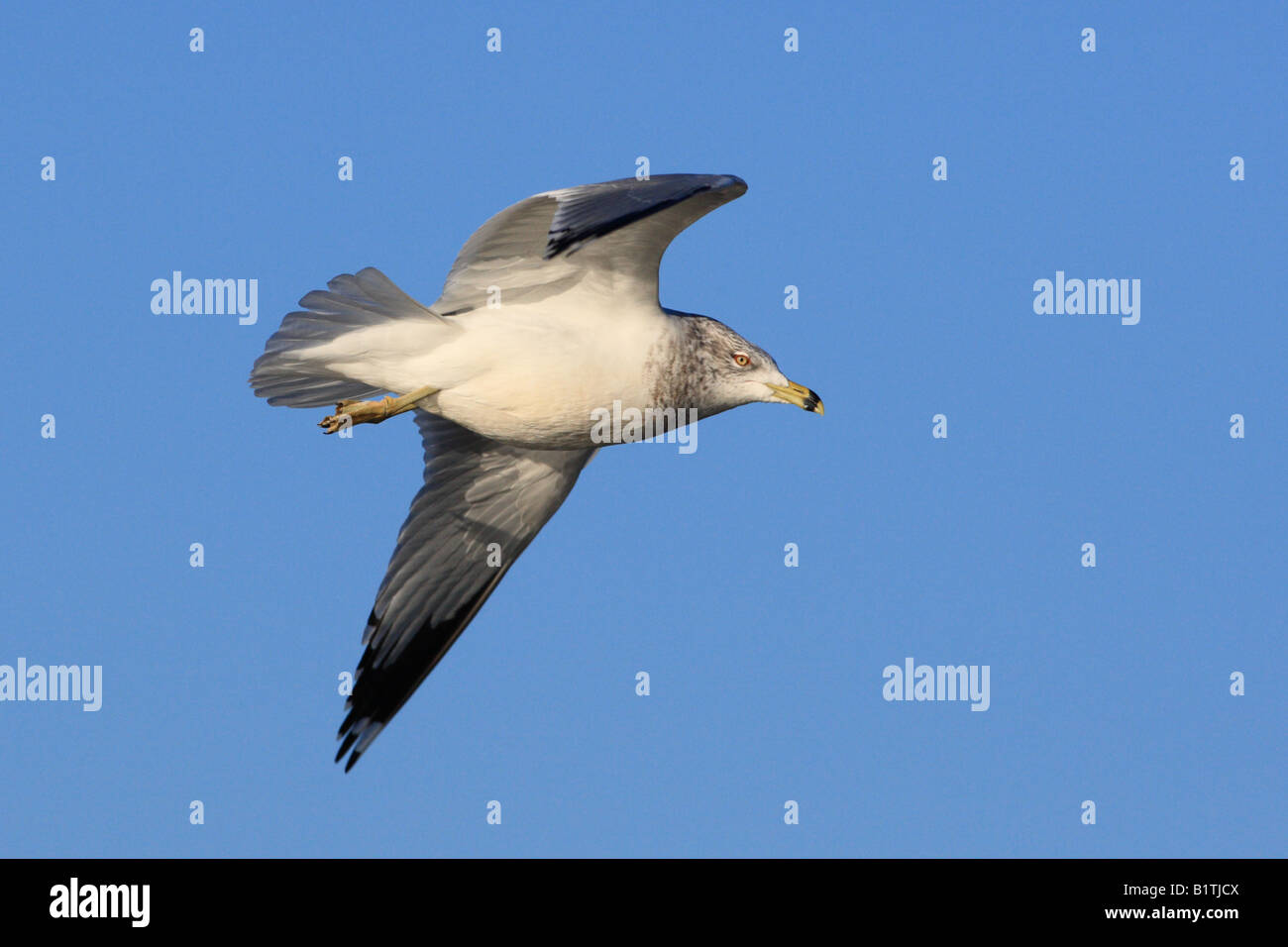 Eine Silbermöwe schweben durch blauer Himmel über die großen Seen in Nordamerika. Stockfoto