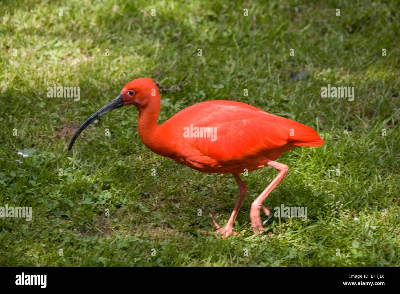 Scarlet Ibis Eudocimus Ruber Pensthorpe Conservation Centre Fakenham Norfolk UK Stockfoto