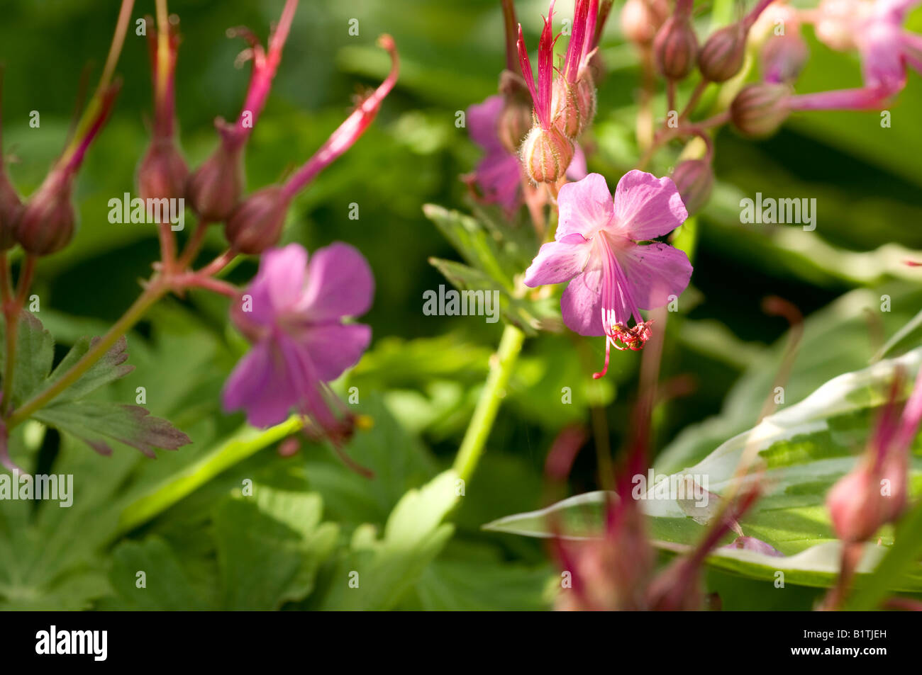 Makro-Bild von einer winzigen rosa Blüte und Knospen in 3D Stockfoto