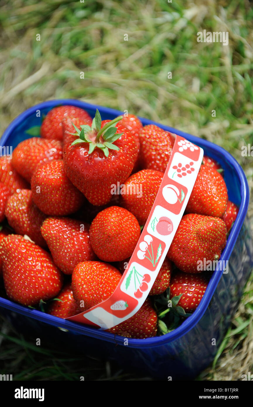 Ein Körbchen voller reifer Früchte Erdbeeren. Bild von Jim Holden. Stockfoto