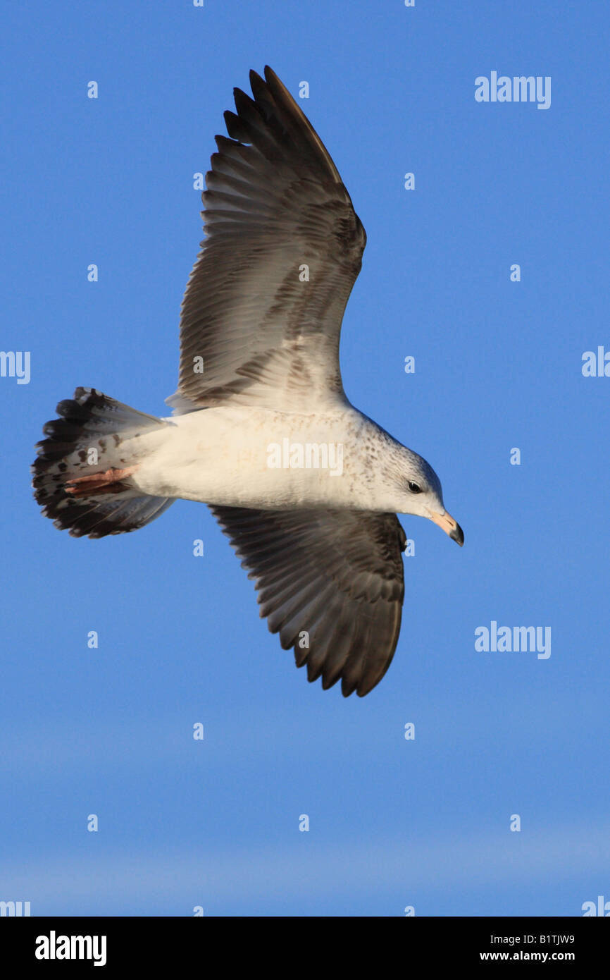 Eine Silbermöwe schweben durch blauer Himmel über die großen Seen in Nordamerika. Stockfoto