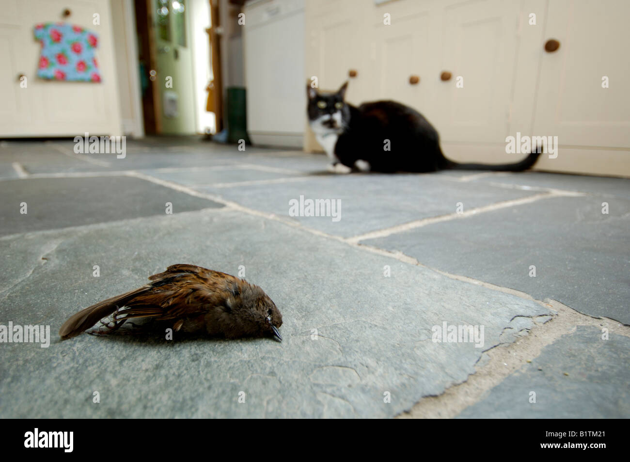 Toter Vogel von einer Hauskatze ins Haus gebracht Stockfoto
