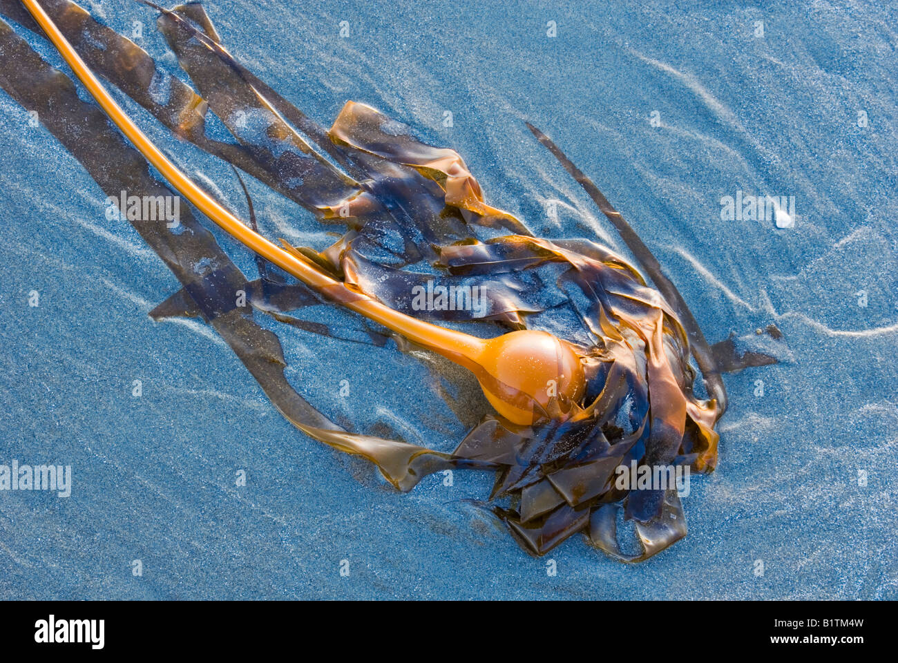 Bull Seetang angeschwemmt auf dem Sand kurz vor Sonnenuntergang, Chesterman Beach in der Nähe von Tofino, Vancouver Island, British Columbia, Kanada. Stockfoto