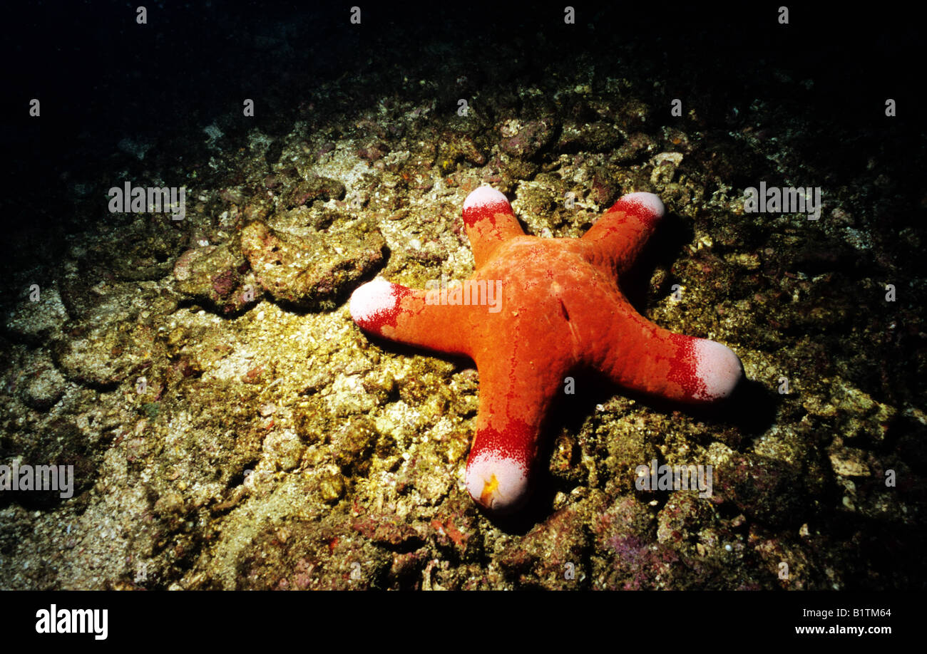 Kissen Stern, Seestern. (Pteraster Tesselatus) Unter Wasser abseits der Similan Islands, Thailand. Stockfoto
