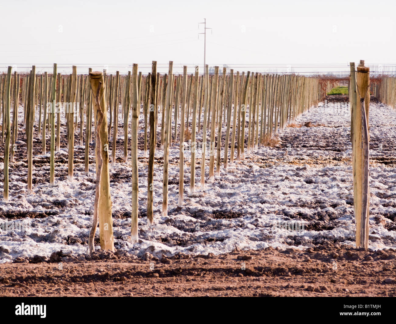 Boden in einem bewässerten Weinberg wo der Grundwasserspiegel nahe der Bodenoberfläche, San Juan, Argentinien ist salzhaltig. Stockfoto