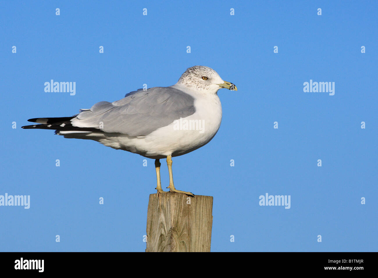 Eine Silbermöwe sitzt auf einem hölzernen Pfosten in Nordamerika. Stockfoto