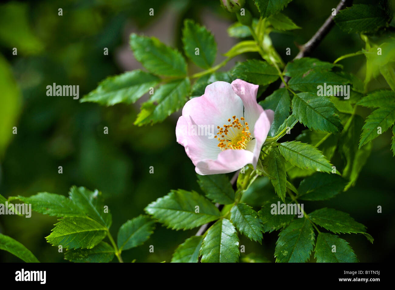 Hundsrose Heckenrose in Blume Blüte Stockfoto