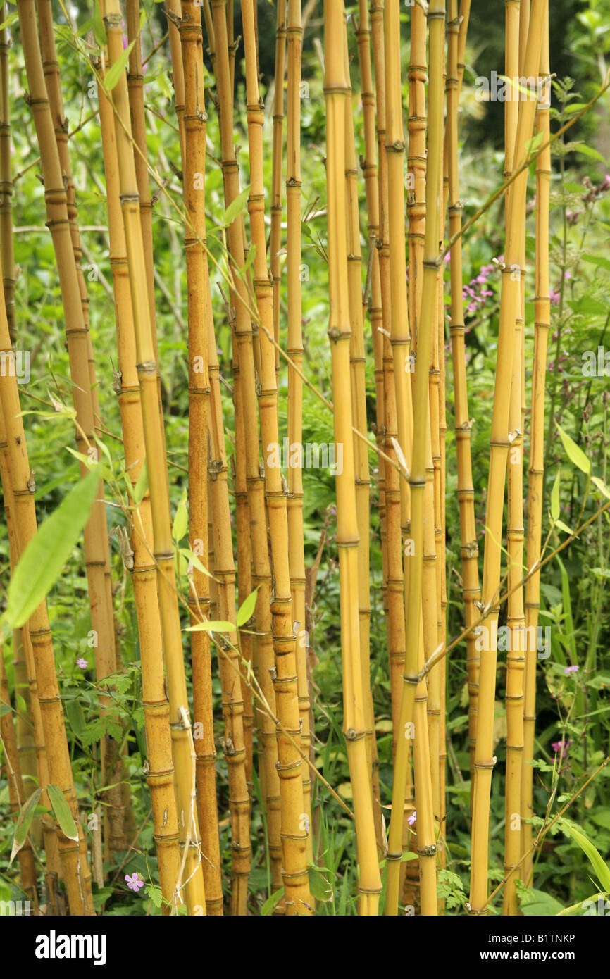 Gelber Bambus. einen hohen tropischen Grass mit schwer hohlen Stngeln oder  die Stngel dieser Pflanze Stockfotografie - Alamy